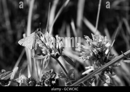 Black and white image of large skipper moth on purple thistle flower, Essex, UK Stock Photo