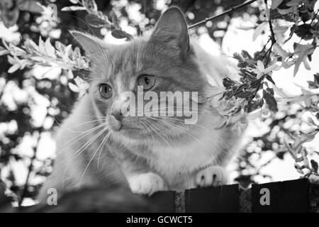 Black and white image of cat on a fence Stock Photo