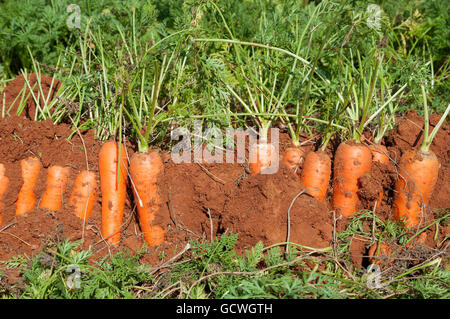 Carrots in the soil Stock Photo