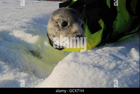 A grey seal pup is rescued by the RSPCA on Whitley bay Beach after being washed up on the beach. Stock Photo