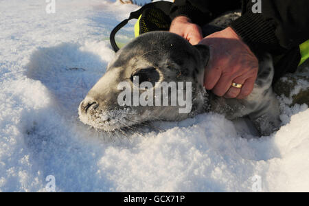 A grey seal pup is rescued by the RSPCA on Whitley bay Beach after being washed up on the beach. Stock Photo