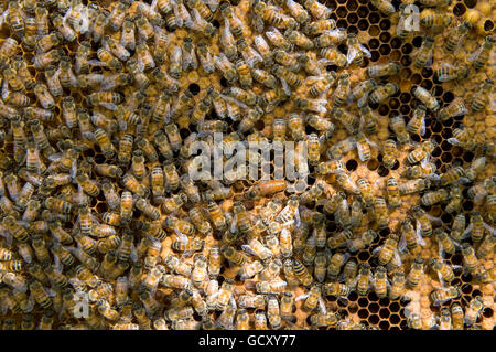 Unmarked queen honeybee (Apis mellifera) tended by workers Stock Photo