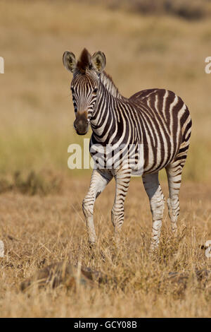 Plains zebra (Equus quagga) in the bush, Kruger National Park, South Africa Stock Photo