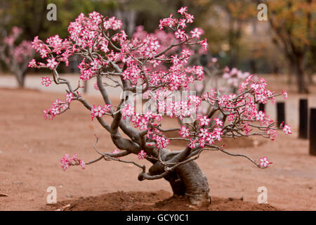 Impala lily (Adenium multiflorum), Kruger National Park, South Africa Stock Photo