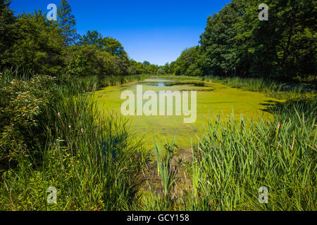 Pond in wetlands in Birdsong Park in the town of Orchard Park in Western New York Stock Photo