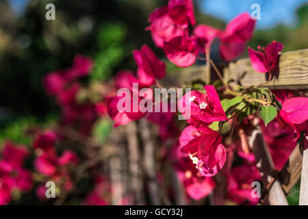 Closeup of red bouganville flowers in a garden Stock Photo