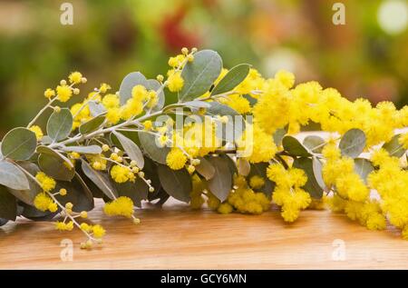 Pearl acacia (Acacia podalyriifolia) flowers on a garden table Stock Photo