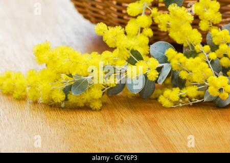 Pearl acacia (Acacia podalyriifolia) flowers and a basket on a table Stock Photo