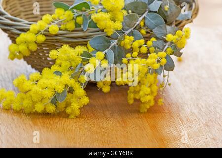 Pearl acacia (Acacia podalyriifolia) flowers and a basket on a table Stock Photo