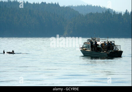 Tourists watching Orcas, Orcinus orca in Johnstone strait. Vancouver island. British Columbia. Canada Stock Photo