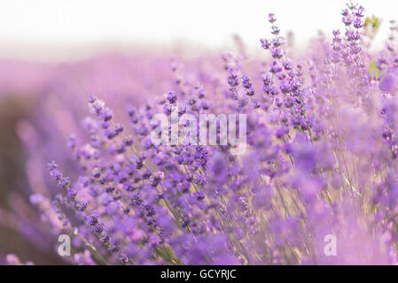 Close up of lavender flowers in a lavender field under the sunrise light Stock Photo