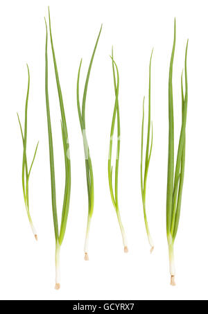 spring onion isolated Stock Photo