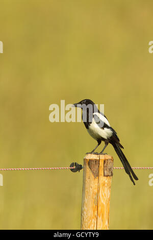 Eurasian Magpie (Pica pica) sitting on a fence post in Frankfurt, Germany. Stock Photo