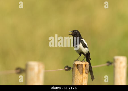 Eurasian Magpie (Pica pica) sitting on a fence post in Frankfurt, Germany. Stock Photo