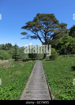 Ettrick Marshes, Ettrick Valley, Borders, Scotland, UK Stock Photo