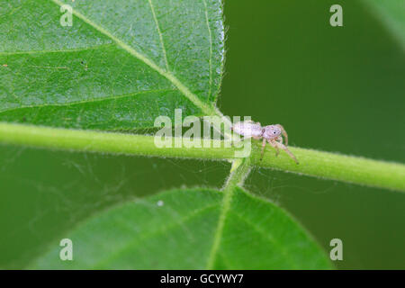 Small, white jumping spider (Hentzia sp.) on plant stem. Stock Photo