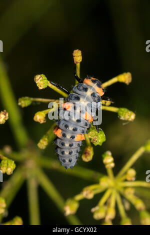 Seven-spotted Lady Beetle larva (Coccinella septempunctata) on flower Stock Photo