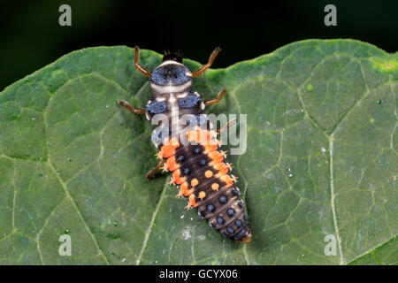 Multicolored Asian Lady Beetle larva (Harmonia axyridis) on leaf. Stock Photo