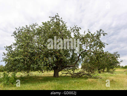 Big ripe apple tree in Vinatori village, Moldova Stock Photo