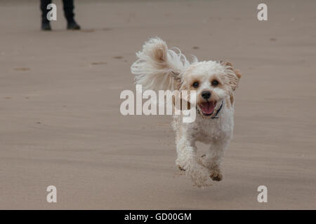 Our lovable Cavachon Stock Photo