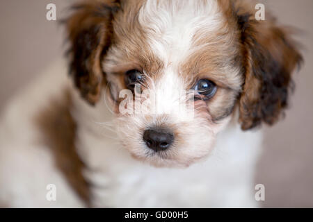 Our lovable Cavachon Stock Photo