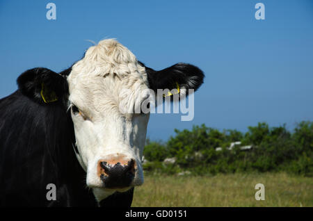 Portrait of a curious cow watching straight into the camera Stock Photo