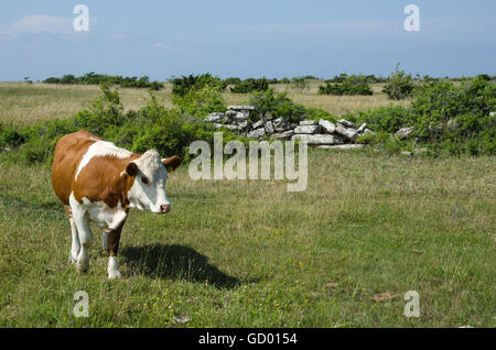Brown and white cow in a green pasture land with an old stone wall Stock Photo