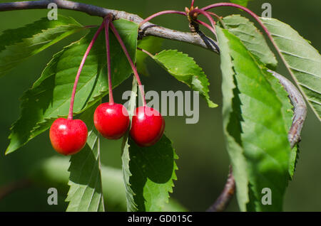 Ripe growing cherries among leaves on a branch in a tree Stock Photo