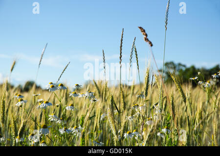 Blossom mayweed flowers in a farmers field with growing corn Stock Photo