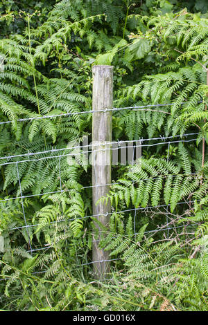 Barbed wire fence on wooden fence post at edge of field Stock Photo