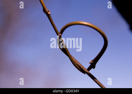 Knot made with a tree branch Stock Photo