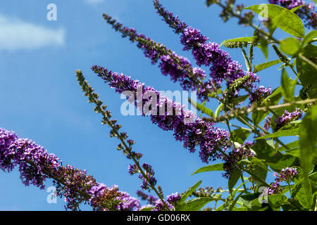 Buddleja davidii, summer lilac Stock Photo