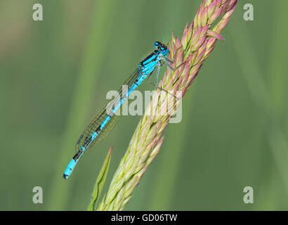 Male Common Blue Damselfly, Enallagma cyathigerum, resting on grass stem in Lancashire, UK Stock Photo