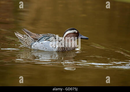 Garganey Anas querquedula adult male in breeding plumage swimming Stock Photo