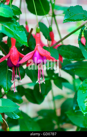 FUCHSIA IN BLOOM Stock Photo