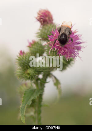 bumblebee finding nectar on a flower Stock Photo - Alamy