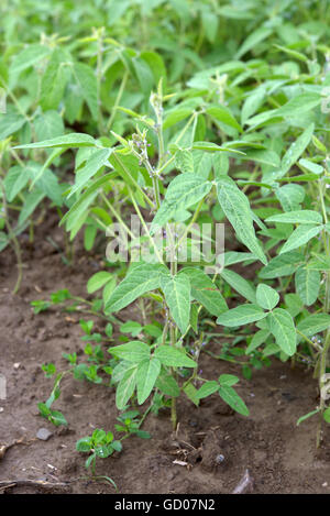 soybean Field Rows in spring Stock Photo