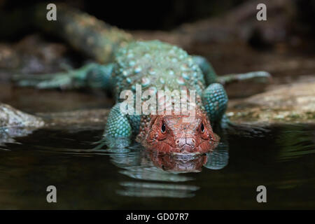 Northern caiman lizard in its natural habitat Stock Photo