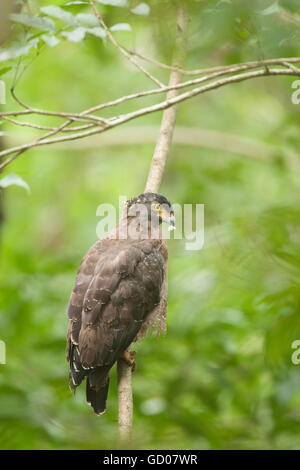 Crested Serpent Eagle on a tree at the Dandeli Wildlife Sanctuary,  . The raptor feeds mainly on snakes and hence the name Stock Photo