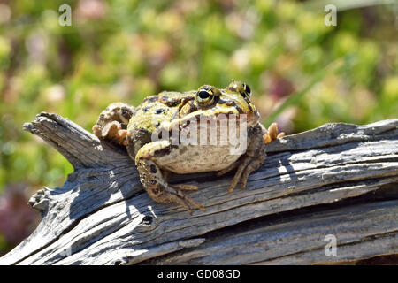 Edible frog resting on a branch in its natural habitat Stock Photo