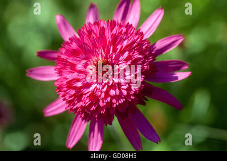 Echinacea purpurea 'Southern Belle' Stock Photo