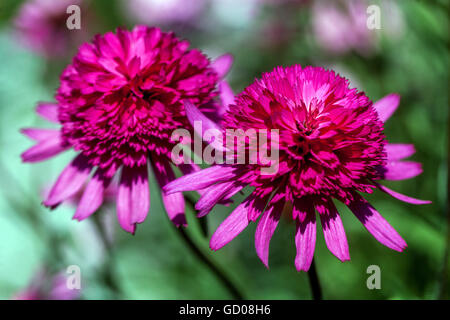 Purple coneflower, Echinacea purpurea 'Southern Belle' Stock Photo