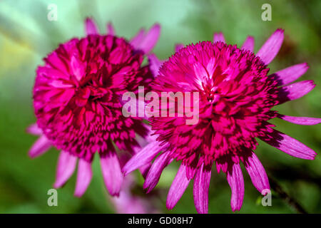 Echinacea purpurea 'Southern Belle' Stock Photo