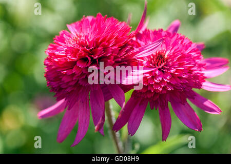 Purple coneflower Echinacea purpurea 'Southern Belle' Stock Photo