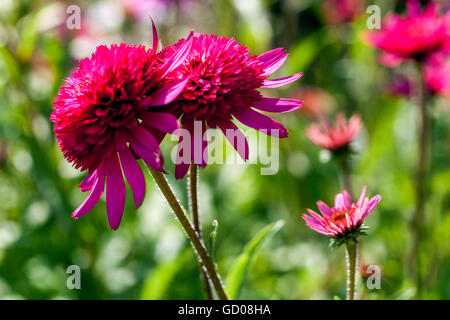 Echinacea purpurea 'Southern Belle' Stock Photo