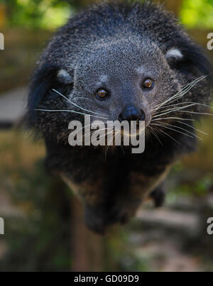 Binturong or bearcat (Arctictis binturong). The binturong is widespread in south and southeast Asia occurring in Bangladesh, Bhu Stock Photo