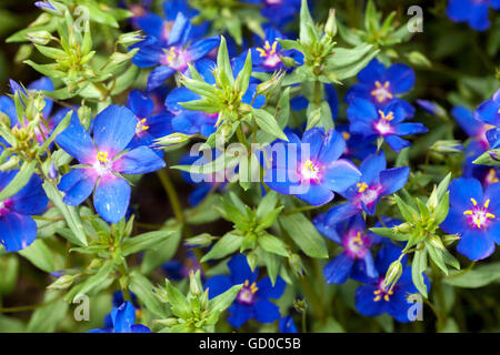 Lysimachia monelli  or Anagallis monelli 'Blue' Stock Photo