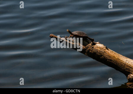 Little Canada, Minnesota. Gervais Mill Pond. Western painted turtle 'Chrysemys picta bellii' sunning on a log over the water. Stock Photo