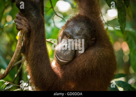 An adult female orangutan swings among the trees at a wildlife sanctuary in Malaysian Borneo. Stock Photo