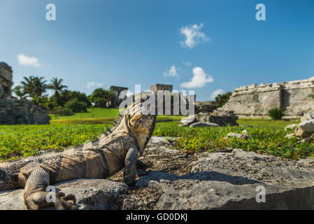 An iguana basks in the sunlight on the ancient ruins of Tulum, Mexico. Stock Photo